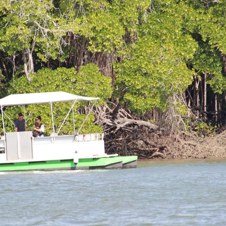 Wide shot of a boat hire in Cairns cruising along the river close to the mangroves.
