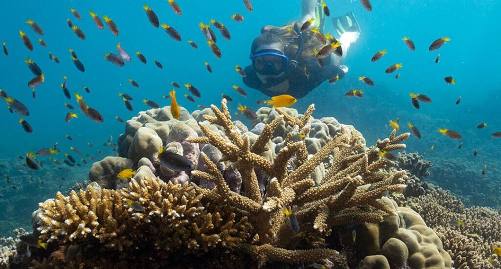 A person snorkelling underwater on a Great Barrier Reef tour with coral formations and fish in front of them.