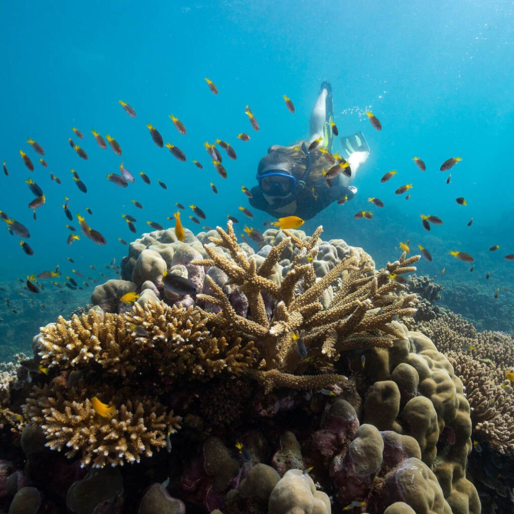 A person snorkelling underwater on a Great Barrier Reef tour with coral formations and fish in front of them.