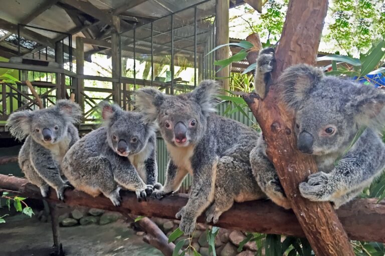 Four koalas sitting on a branch in Kuranda.