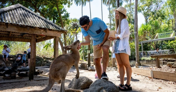 Two people feeding kangaroos with one of them stroking a kangaroo.
