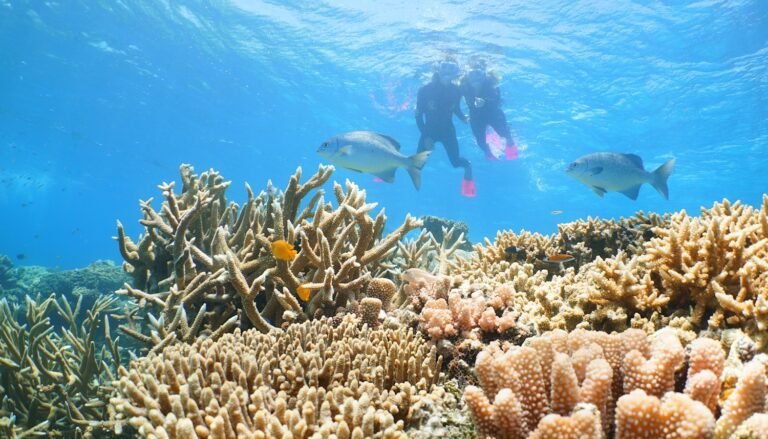 A wide shot of two people snorkelling on a Great Barrier Reef tour with the coral reef formation and fishes below them.