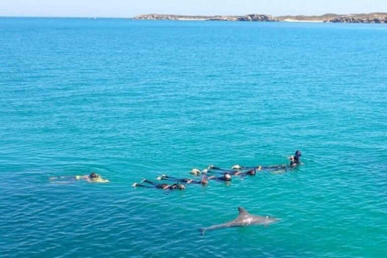 swim with dolphins 1