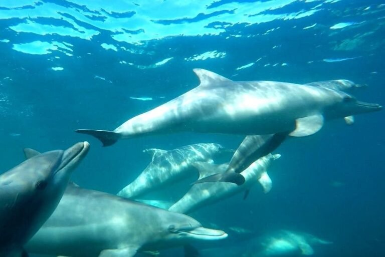 swim with dolphins 2