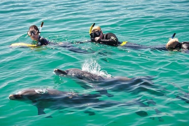 swim with dolphins 3