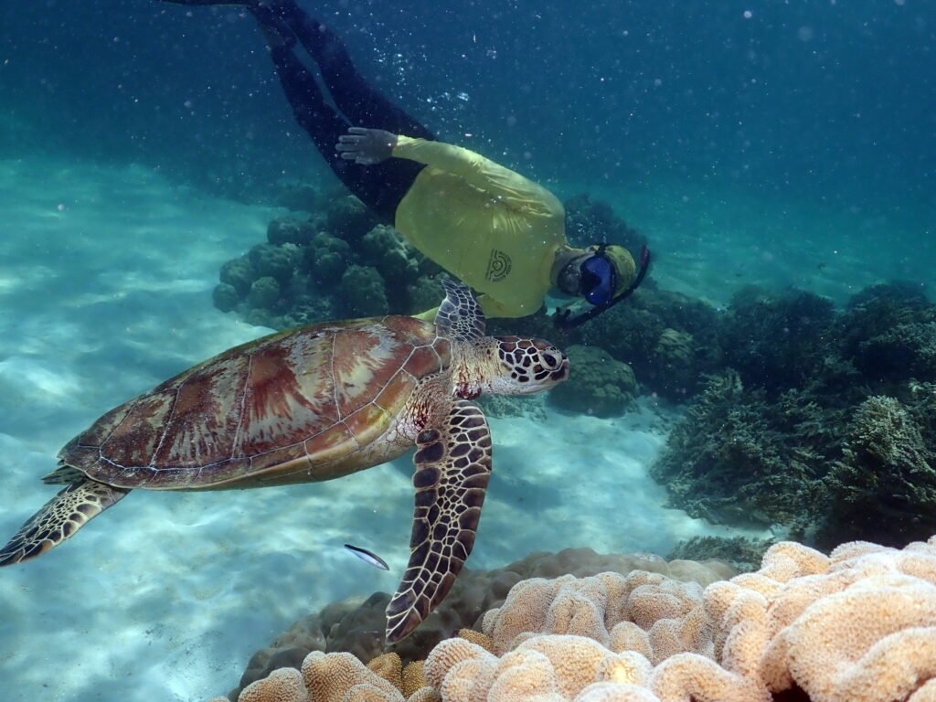 A snorkeller swims below the Great Barrier Reef and is pictured with a turtle..