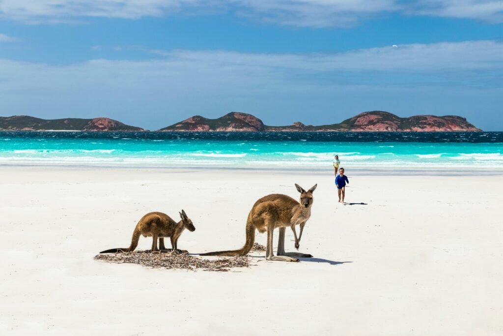 Image shows two kangaroos on a white beach in Australia with the blue sea in the background.