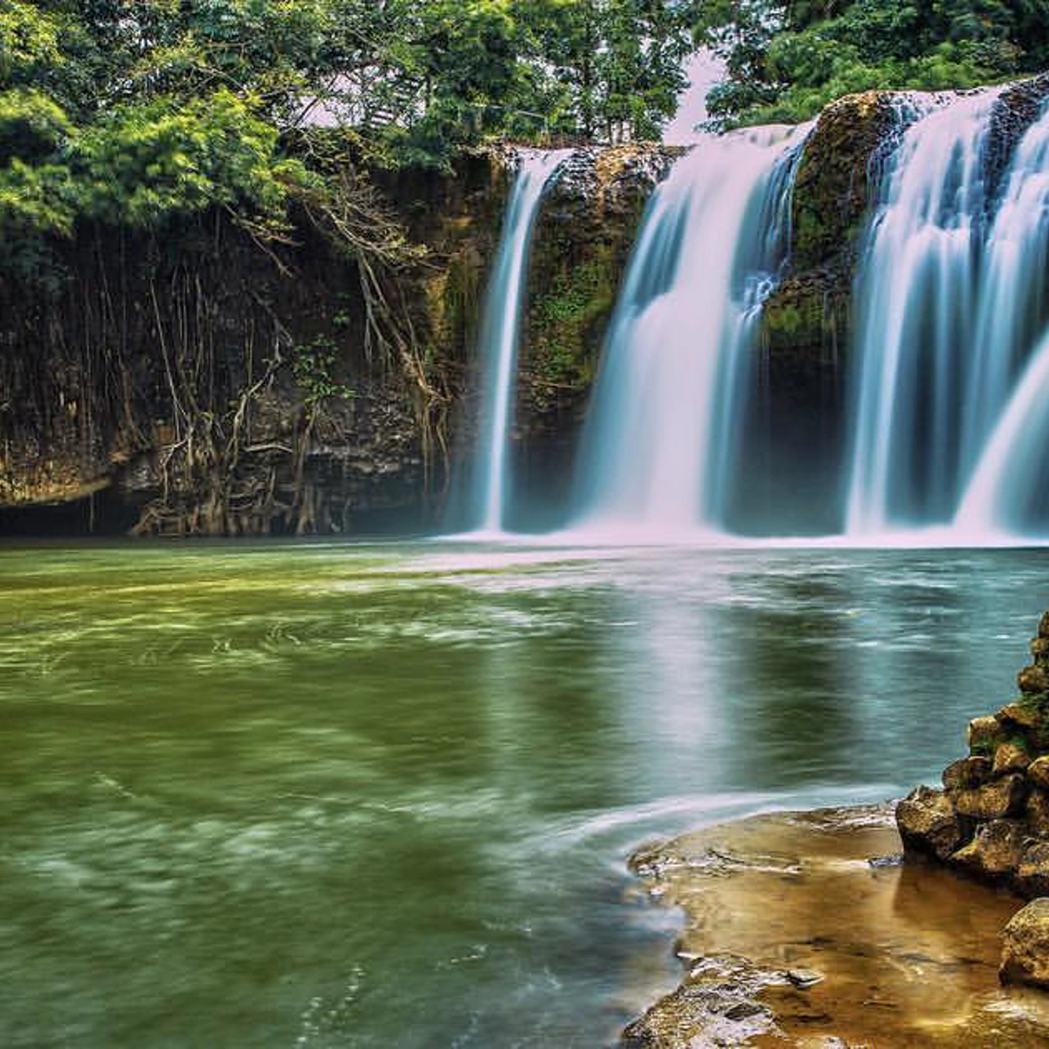 A wide shot of a waterfall in the rainforest on an Atherton Tablelands tour.