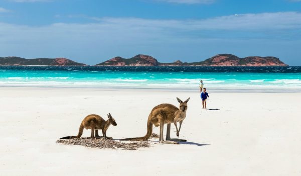 Image shows two kangaroos on a white beach in Australia with the blue sea in the background.